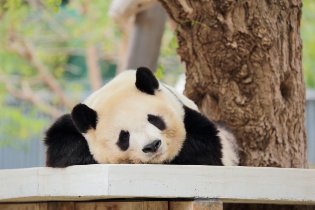 中国の糖尿病増加が止まらない！