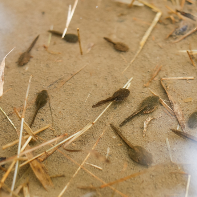 ヒトの精子の構造について、初の発見？って、まだわかっていないことがあったの？