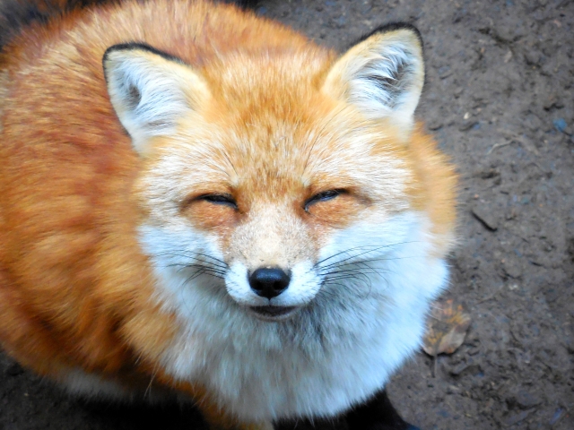 エキノコックスはもう北海道だけの病気ではないようだ
