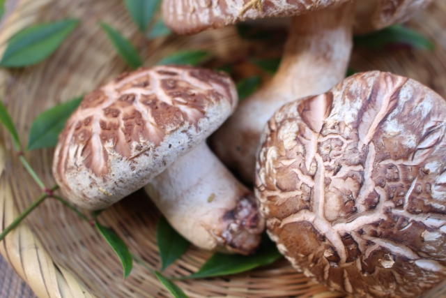 ビタミンDは良い効果をもたらすか？　その1　認知症
