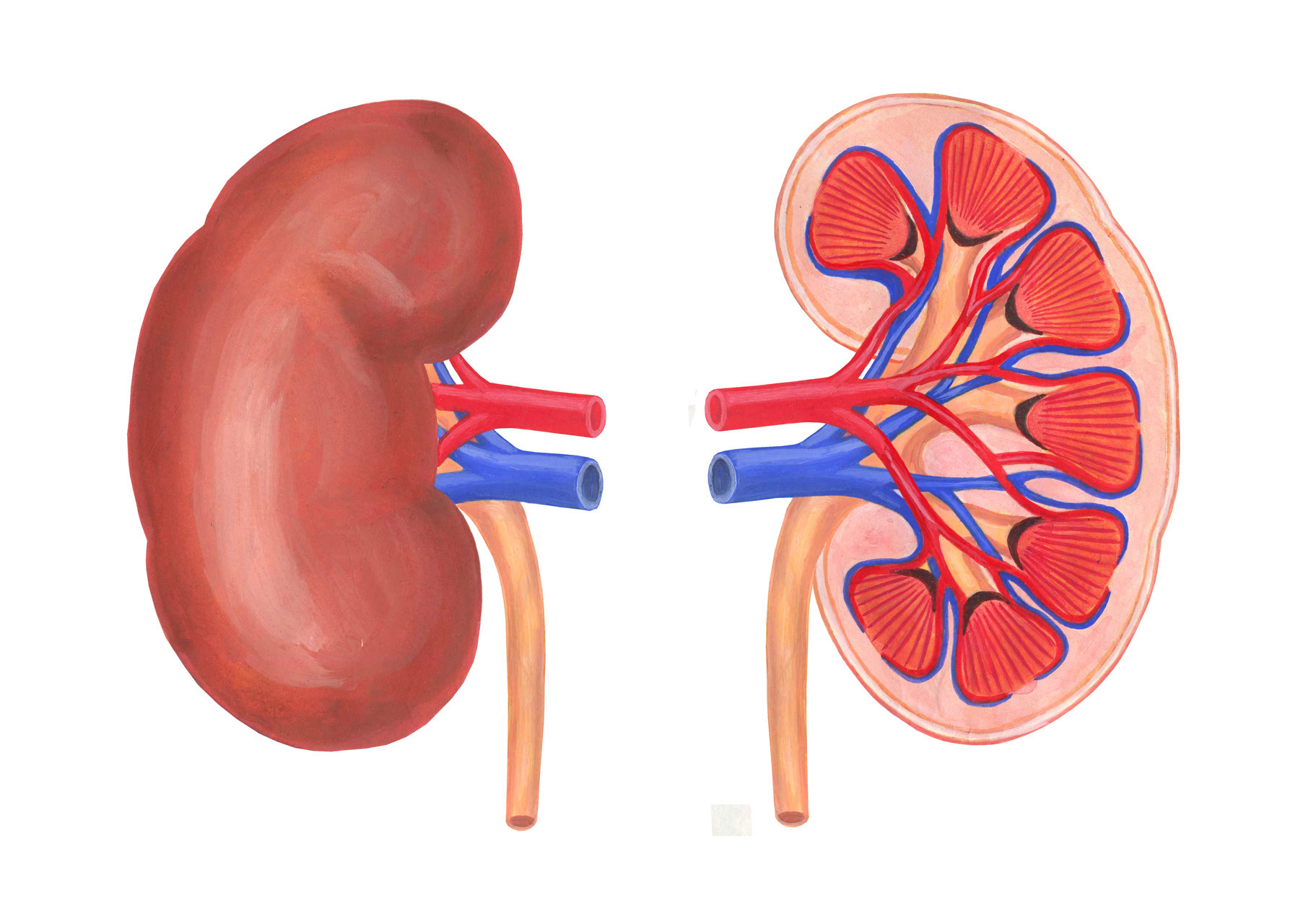 糖質制限で腎機能改善
