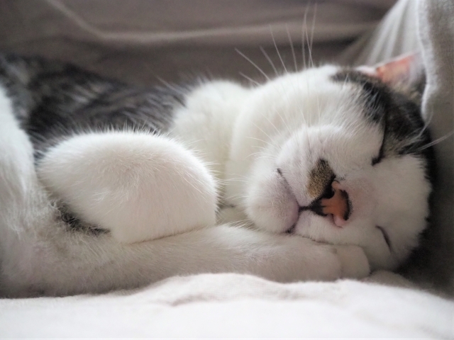 睡眠中の代謝の変化