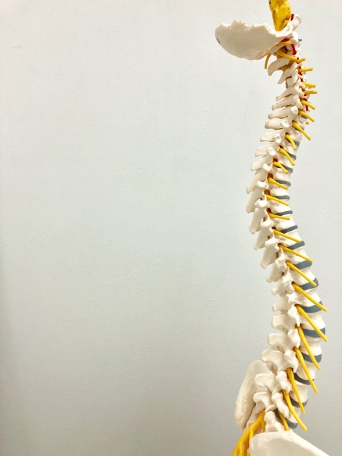 後縦靭帯骨化症（OPLL）は糖質過剰症候群　その3　脂肪肝